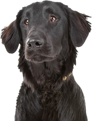 flatcoated retriever