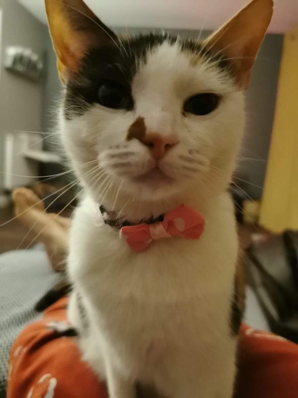 Berts Bows Jus 4 Paws