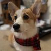 Berts Bows Jus 4 Paws