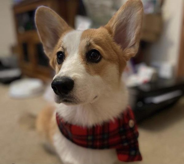 Berts Bows Jus 4 Paws