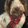 Berts Bows Jus 4 Paws