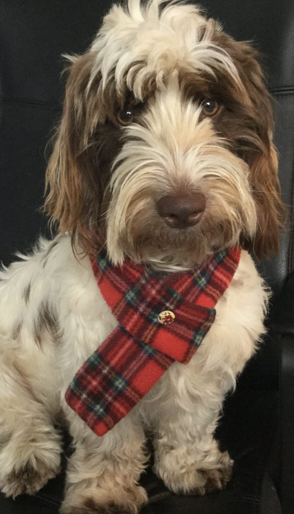 Berts Bows Jus 4 Paws