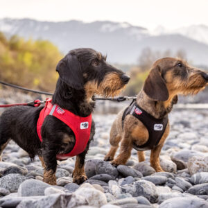 Curli Clasp Air  Mesh Vest Harness